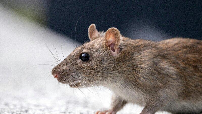 Pest Control 101: 8 Most Common Pests in Winnipeg