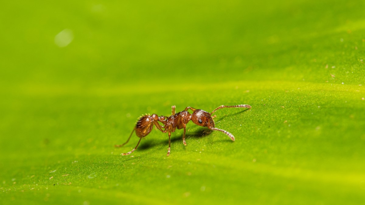 Red ant on a green leaf - close up view
