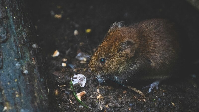 Rodent Control - How to Safely Remove Mice and Rats