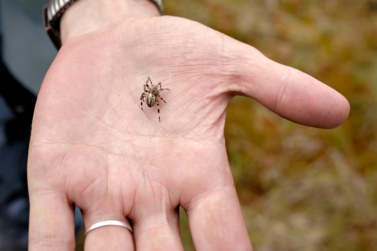 A spider in a mans hand