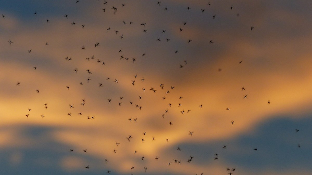 swarm of mosquitoes in sunset