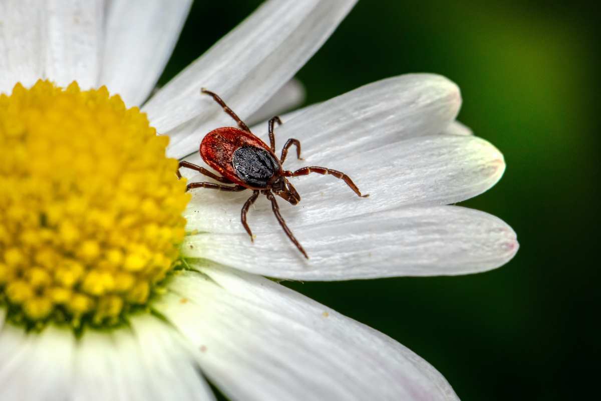 7 Misconceptions About Ticks Busted