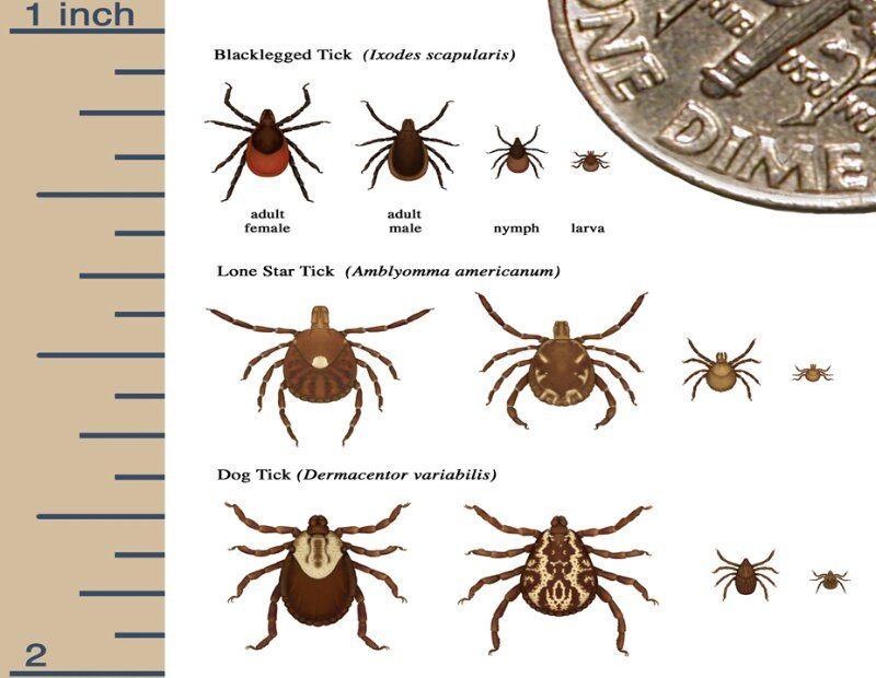 Understanding the Possible Dangers of Tick Bites to Humans