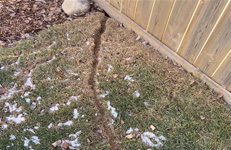 Vole damage on a yard