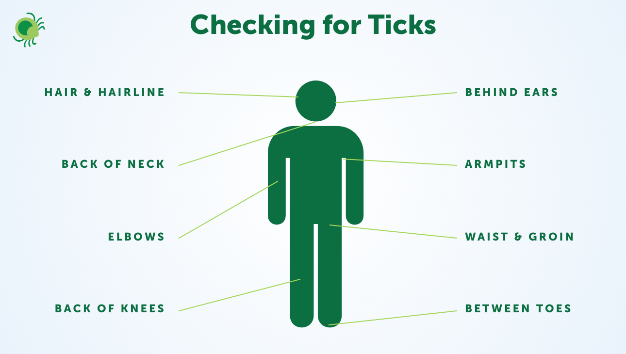 where-to-check-for-ticks
