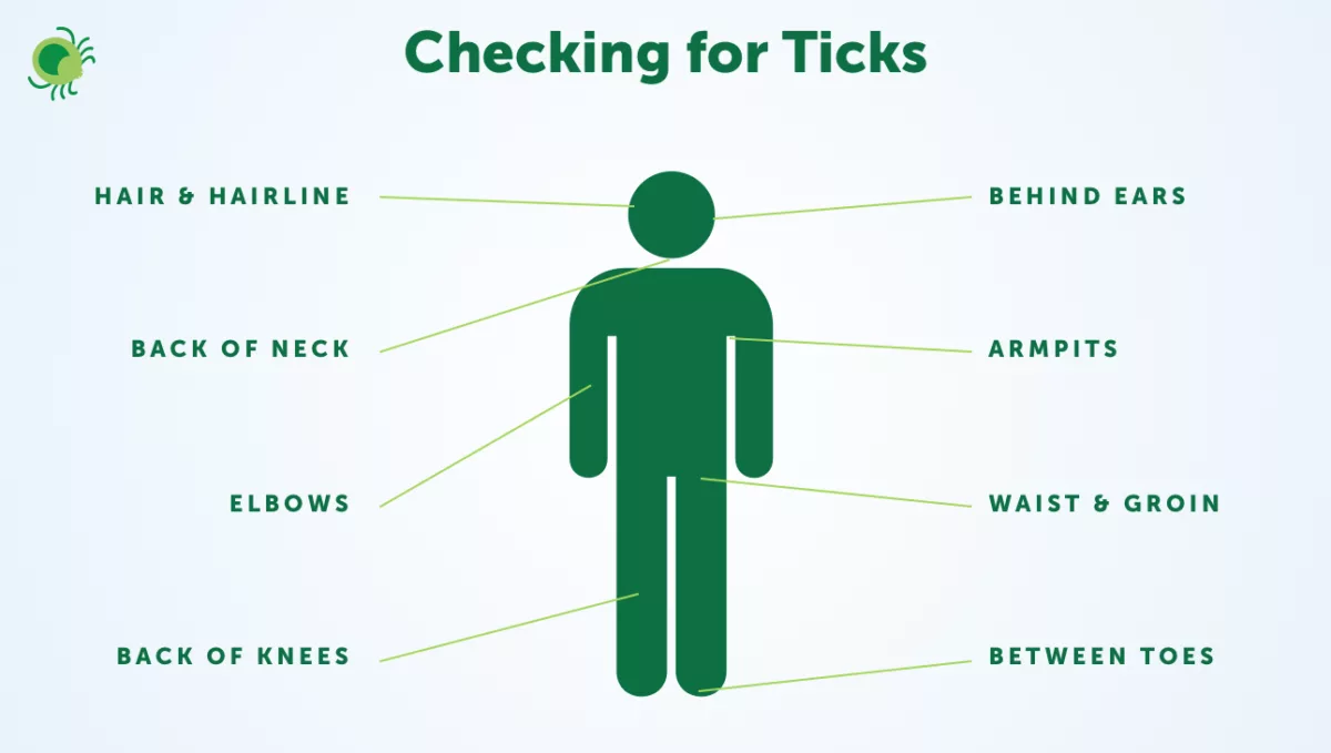 Illustration showing where to check for ticks on the human body